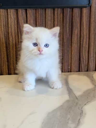 cats plus kittens