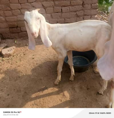 gulabi 2 female