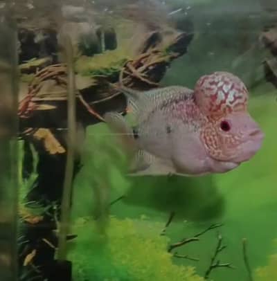 Zhen Zhu / White/Red Dragon Flowerhorn