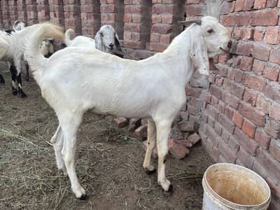 6 beautiful 2 dant bakreh , live weight 40 sy 50 kg
