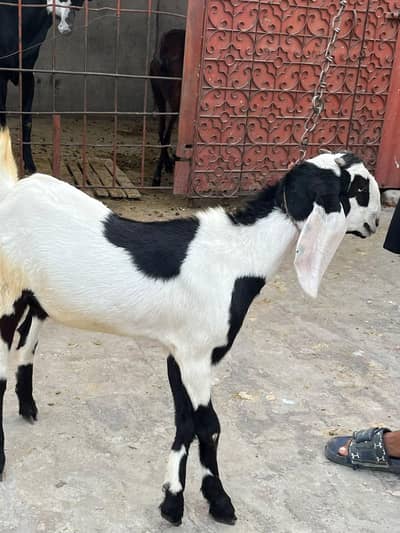Beetal goats