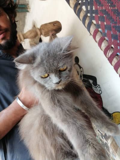 persia cat
