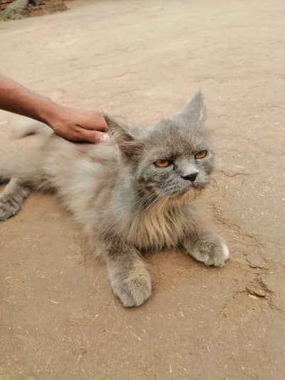 persia cat