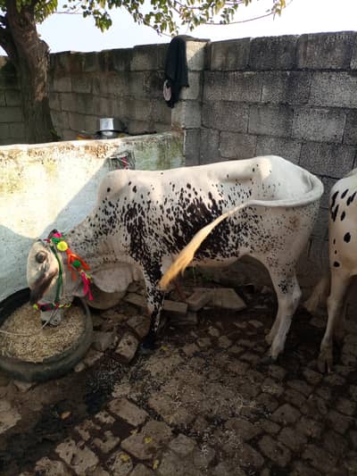 Desi bull 2027 Qurbani k Liye 2 dant