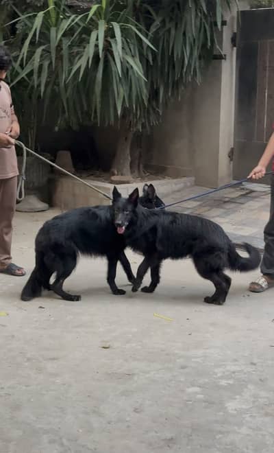 German shepherd 03284742760