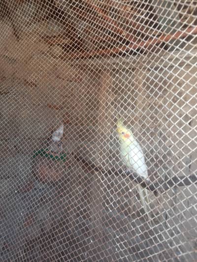 beautiful full breader cockatiel pair for scale