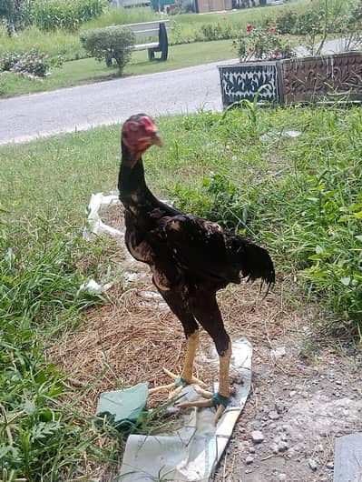 2 jerman shamo patha for sale