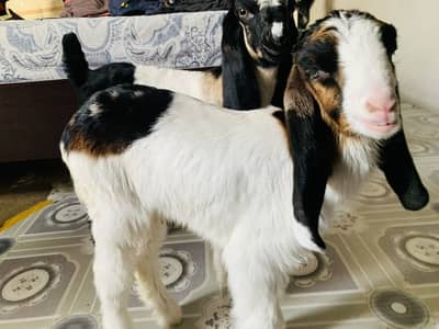 Baby Goats