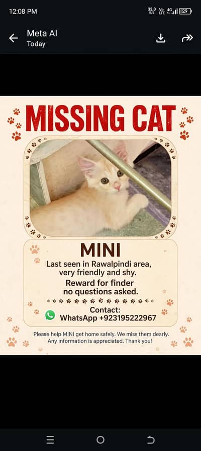 missing cat agar AP ko milay rabta kary