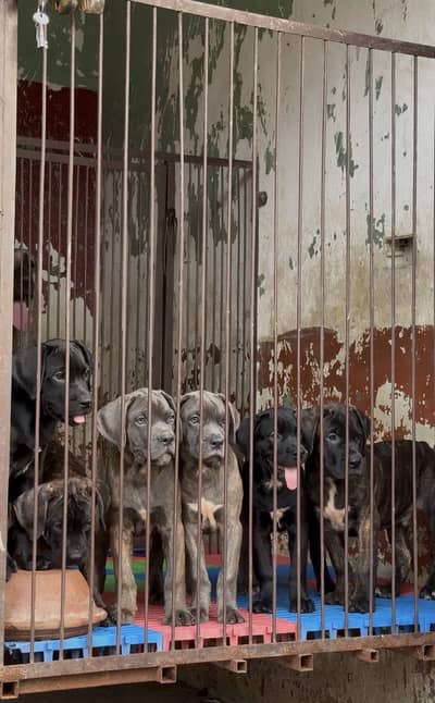 Cane Corso 03284742760