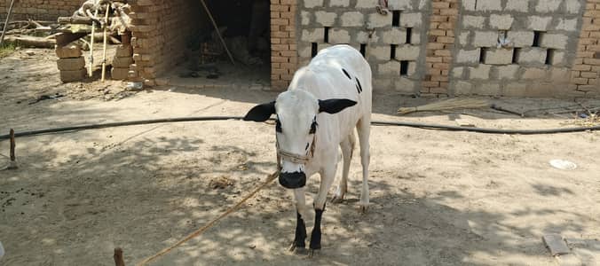 Cow for sale