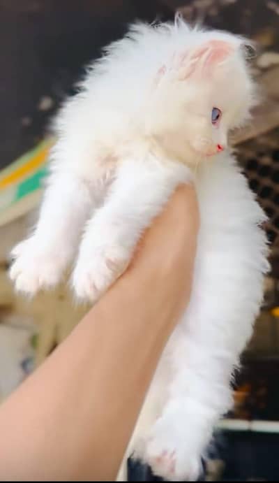 beautiful Persian cat
