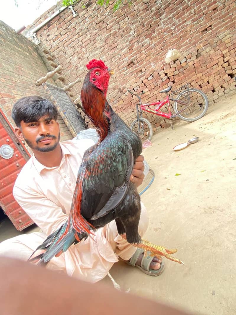 faraz 4
