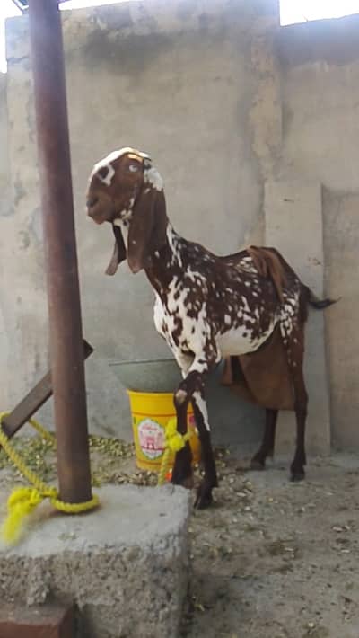 makkhi chini goat sat do bacha male and female