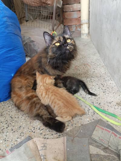 cat with 2female baby