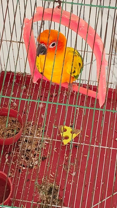 sun conure parrot male for sale