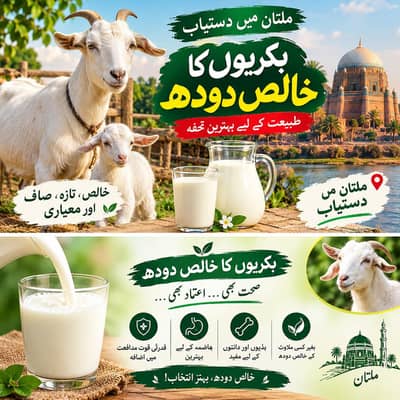 بکریوں کا خالص دودھ