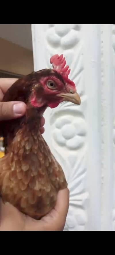 old bloodline ki top quality ki Madiya for sale