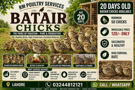 Batair Chicks |Bater Chicks| Quail Chicks |Batair| Bater| Poultry Farm