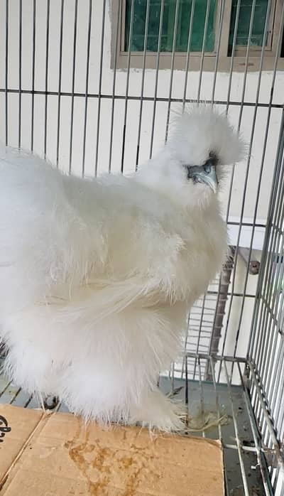 Bantam white black,white silky male Cochin  bantam  fancy pair
