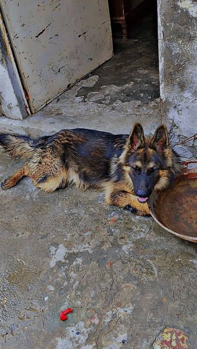 German shepherd