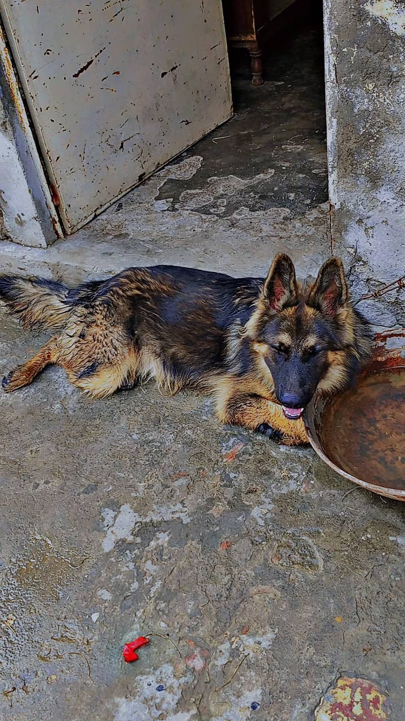 German shepherd 0