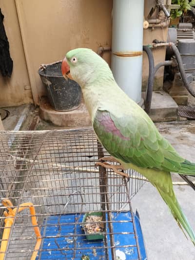 female talking Raw parrot hand tamed for sale urgent