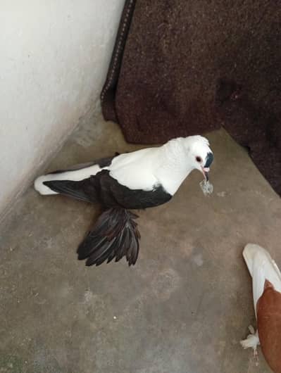 male pure saxon swallow