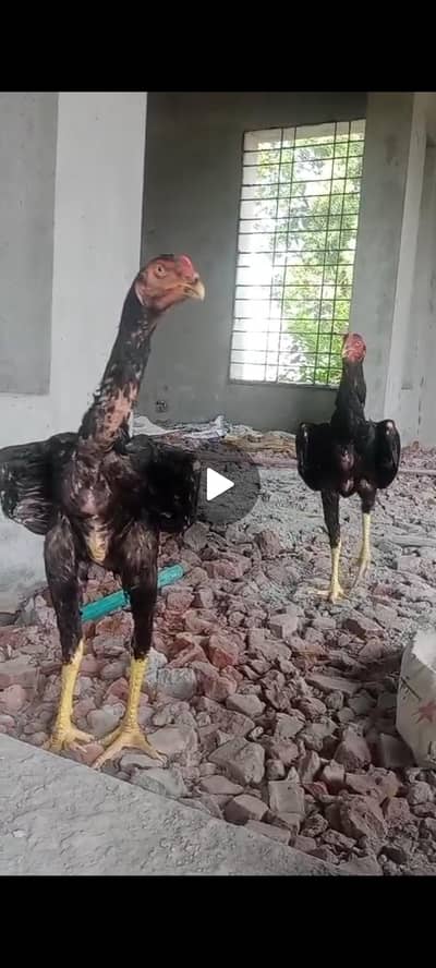 2  jerman shamo patha long hight for sale