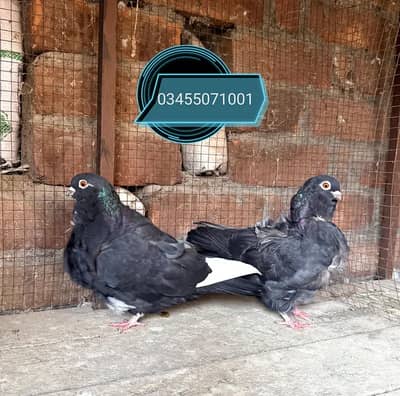 Flower chinese owl breeder pair