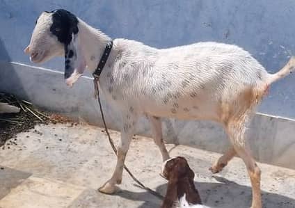 2 dant first timer bakri with 2 kids