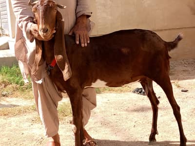 1 Kamori bakri for sale available Gaban
