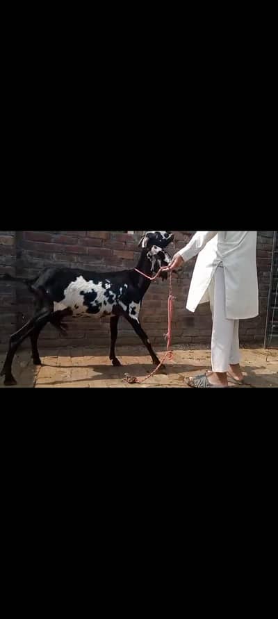 nagra nasal ki bakri h