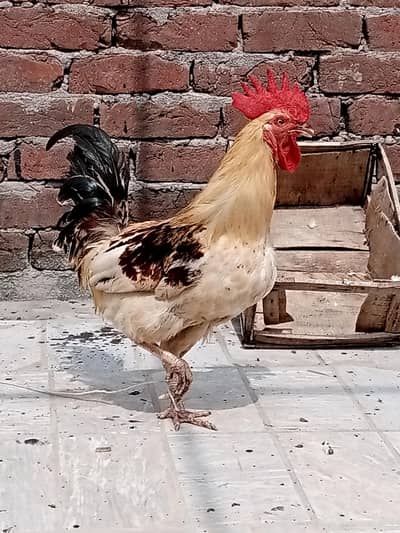 Pure desi ghr k palaa howa Breeder Murga hai