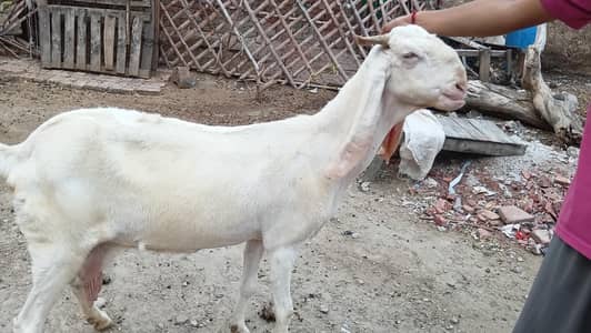 Female goat