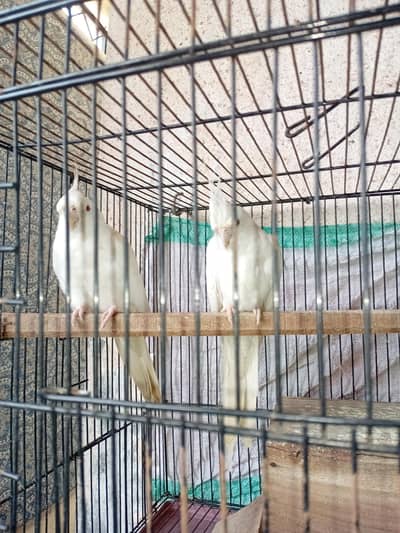 cocktail pair full white colour with cage