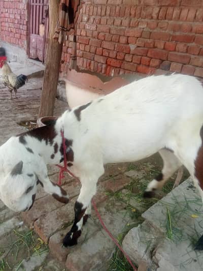 good condition