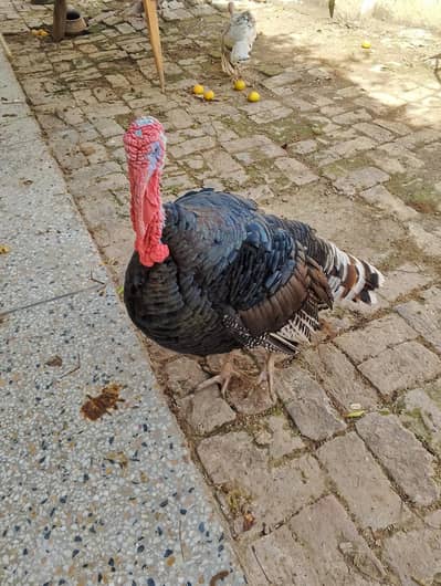 turky