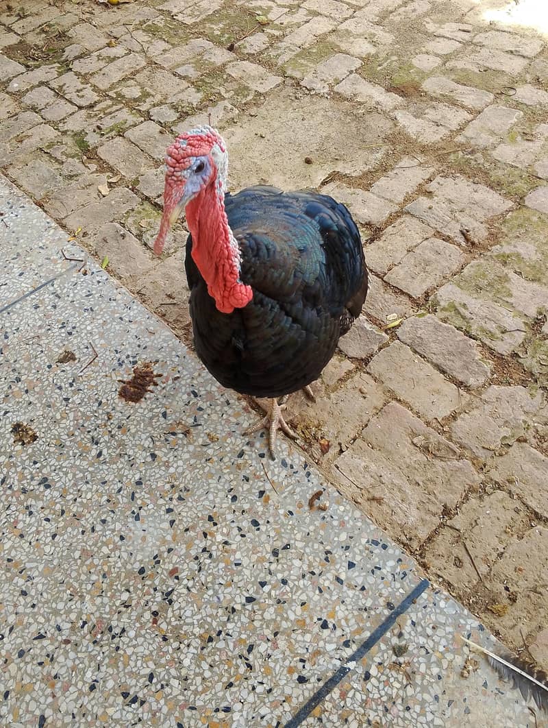 turky 1