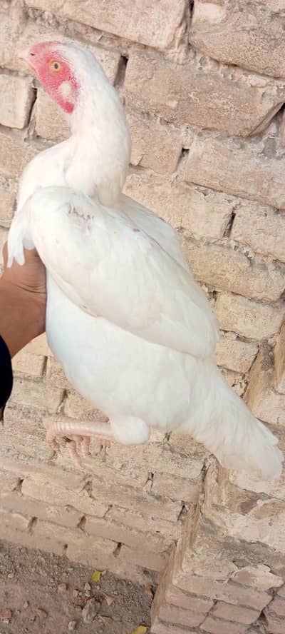 aseel bird shamo for  sale