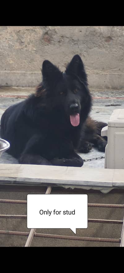Long coat black shepherd only for stud.