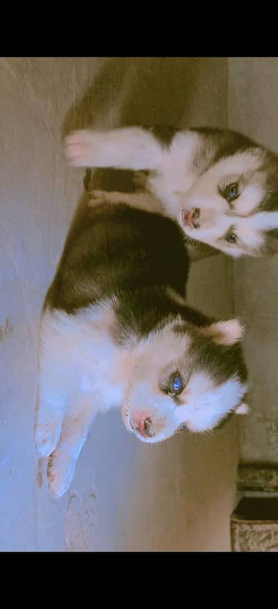 Playful & Healthy Siberian Husky Puppies