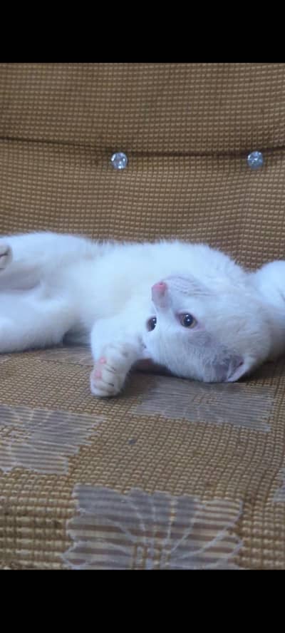 short hair Persian mix