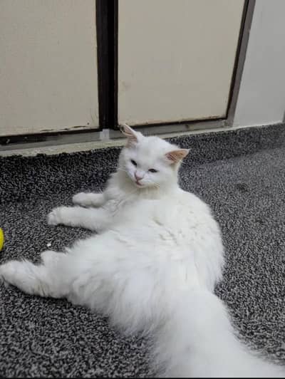 friendly cat ful lvacented