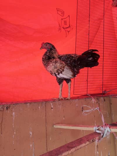 Aseel eggs, Aseel rooster, Desi male chicks 8 to 9 months