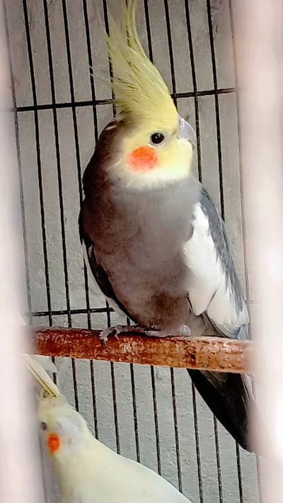 beautiful parrots for children