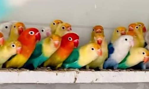Lovebirds Pairs مجھےخوبصرت لوبرڈز چائیے