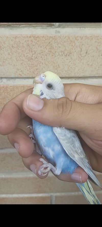 Rainbow budgies