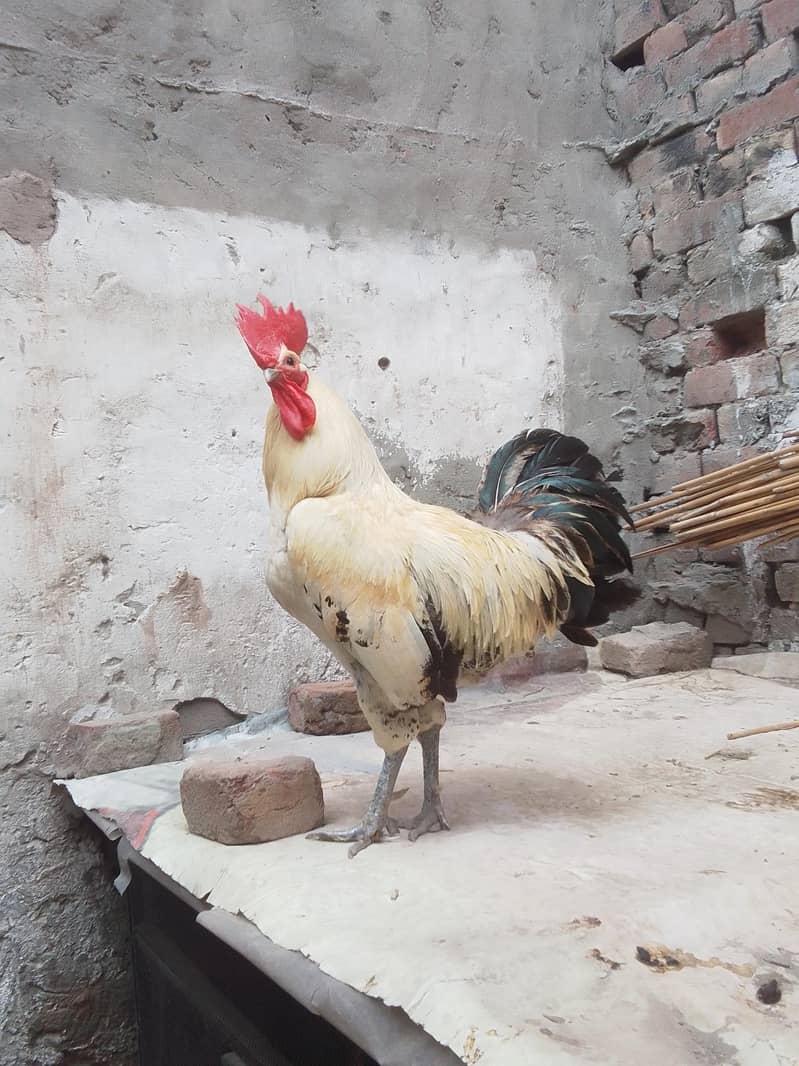 Desi murga Golden buff hens 0