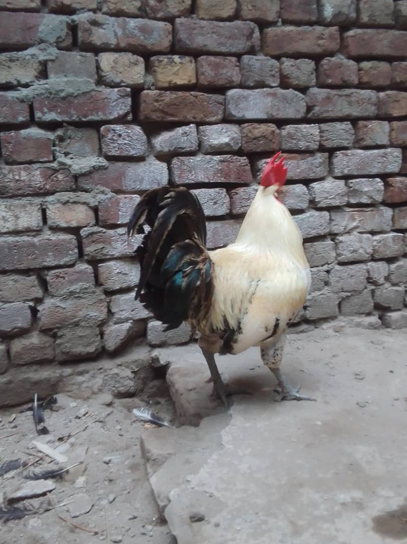 Desi murga Golden buff hens 1